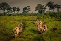 112 Masai Mara, leeuwen